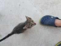Tamamen ücretsiz acil sahiplendirme