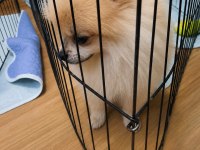 Panda Pomeranian Yavrusu