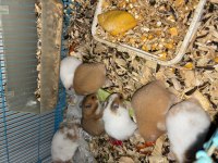 Bebek suriye hamsteri