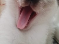 ORJİNAL SAFKAN ŞECERELİ SİYAM KEDİSİ YAVRULARI