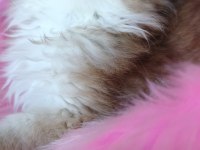 Ny25 dişi british longhair