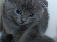Dişi ve erkek kedimiz yavrularımız sahiplerini bekliyor