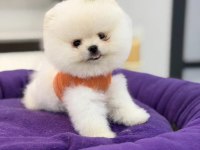 400 GR TAM TEACUP BOY ORJİNAL BEYAZ POMERANİAN YAVRUMUZ