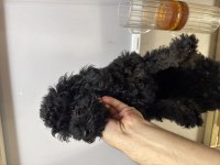 Çok özel renk toy poodle