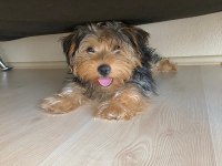 Dişi Terrier Yorkshire 5 AYLIK
