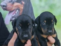 S400 FÜZESİ DOBERMAN PANTERLER