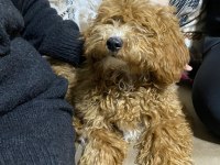 Toy Poodle Erkek 8 Aylık