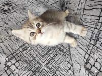2 adet british shorthair silver grey yavru 45 günlük