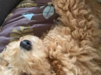 3 aylık akıllı poodle yavrumuz