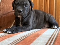 Dev Adayları Cane Corso