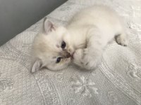 British Shorthair Kedidir