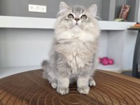 British Longhair Kedilerim