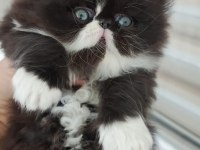 İRAN KEDİSİ SAFKAN SIFIR BURUN MAVİ GÖZ