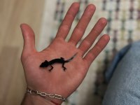Morph garantili leopard gecko