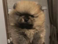 2 aylık erkek pomeranian