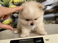 Çok Tatlı Safkan Pomeranian Boo