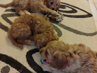 Antialerjenik cavapoo yavruları