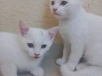 3 adet beyaz yavrular