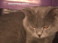 1. Kalite british shorthair