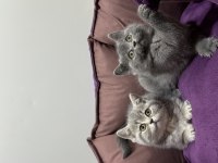 Ayı surat koca kafa british shorthair bebekler
