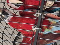 ÇİFT KIRMIZI ARA MACAW