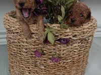 Ev ortamında poodle yavrularımız