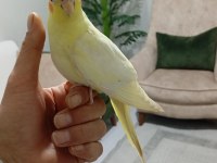 Uyguna Ele Alışkın Sultan Papağanı Yavrular