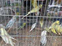 Yavru muhabbet kuşları her renk mevcut