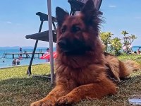 3 yaşında dişi showline alman kurdu