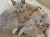 British shorthair 4 aylık