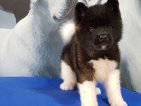 EFSANE AMERİKAN AKİTA YAVRULARI