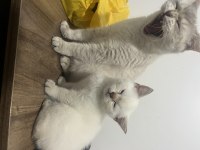 BRİTİSH LYNX POİNT ERKEK