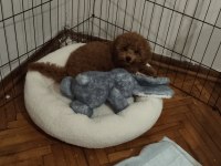 Toy Poodle orjinal İstanbul