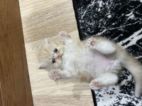 4 tane chinchilla 1 siyah 2 red point 1 turunculu beyazlı