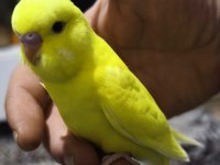 Yeni düşen bebek muhabbet kuşu yavrular