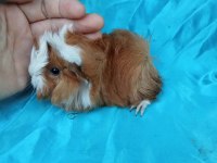 Sakın Peruvian Kobay Bebekleri Görmeden Karar vermeyin
