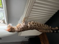 Ücretsiz Bengal kedisi
