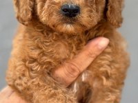 Standart poodle çok şeker yavrularım 