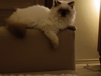 British longhair oğlumuza eş arıyoruz