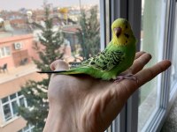 ÖĞRETMENDEN EVDE BESLENEN BAKIMLI MUHABBET KUŞLARI