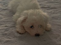 White Terrier Yavrumuz Yeni Ailesini Beklemekte
