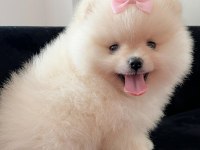 POMERANİAN BOO BABY FACE