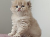 British Longhair Golden Dişi