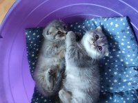 Pamuk şekeri koca kafalı british shorthair bebekler