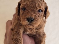 Safkan Toy Poodle Yavruları