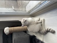 3 aylık british shorthair ve longhair yavrular