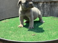 Mükemmel anatomi çift DNA french bulldog yavrular