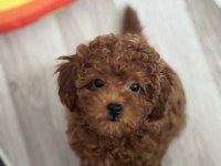 Toy poodle 3 aylık