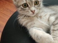 2.5 aylık kedimiz şansa yuva olabilir misiniz?