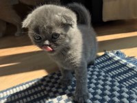 Scottish fold shorthair yavru acil sahiplenici lazım
